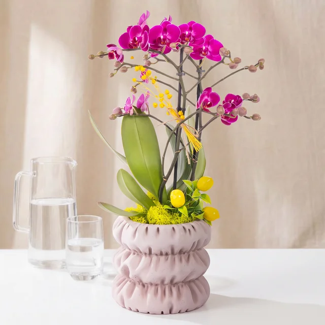 Lemon Magenta Mor Orkide