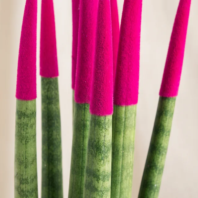 Magenta Touch Sansevieria Bitkisi