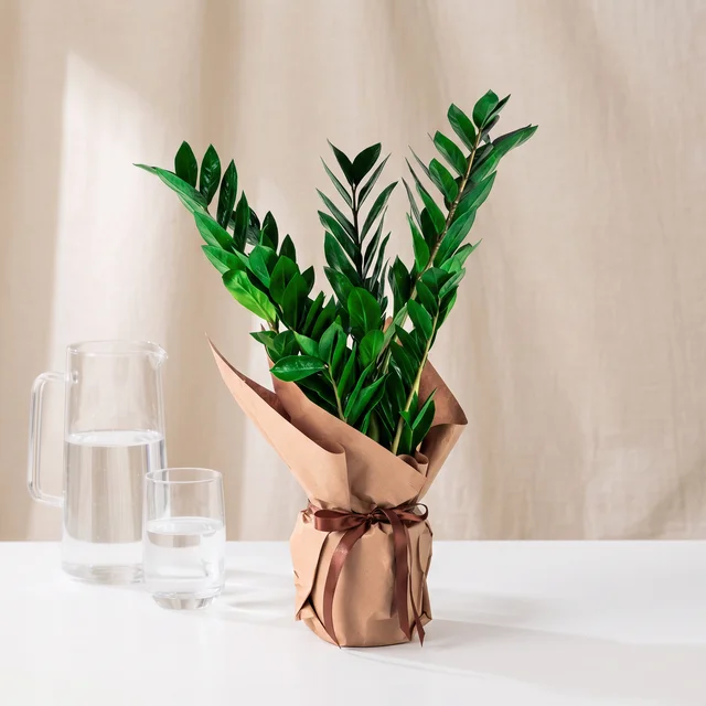 Royal Emerald Zamia Bitkisi