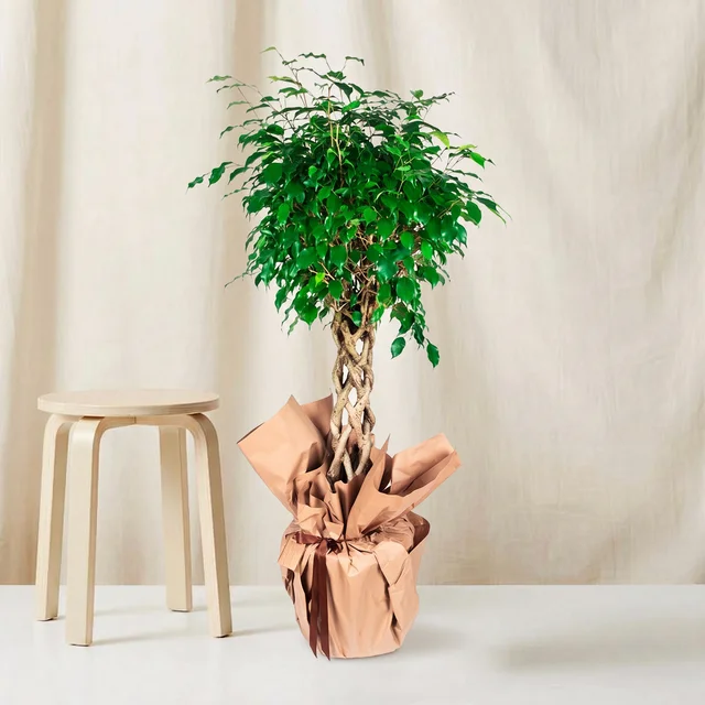 Braided Green Benjamina Bitkisi