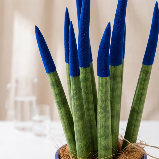Royal Blue Sansevieria Bitkisi