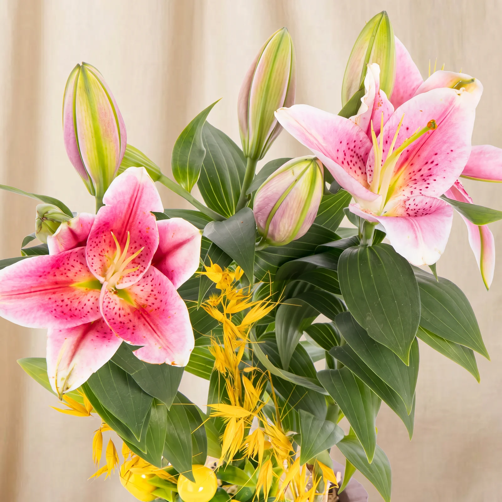 Royal Blossom Zambak Bitkisi
