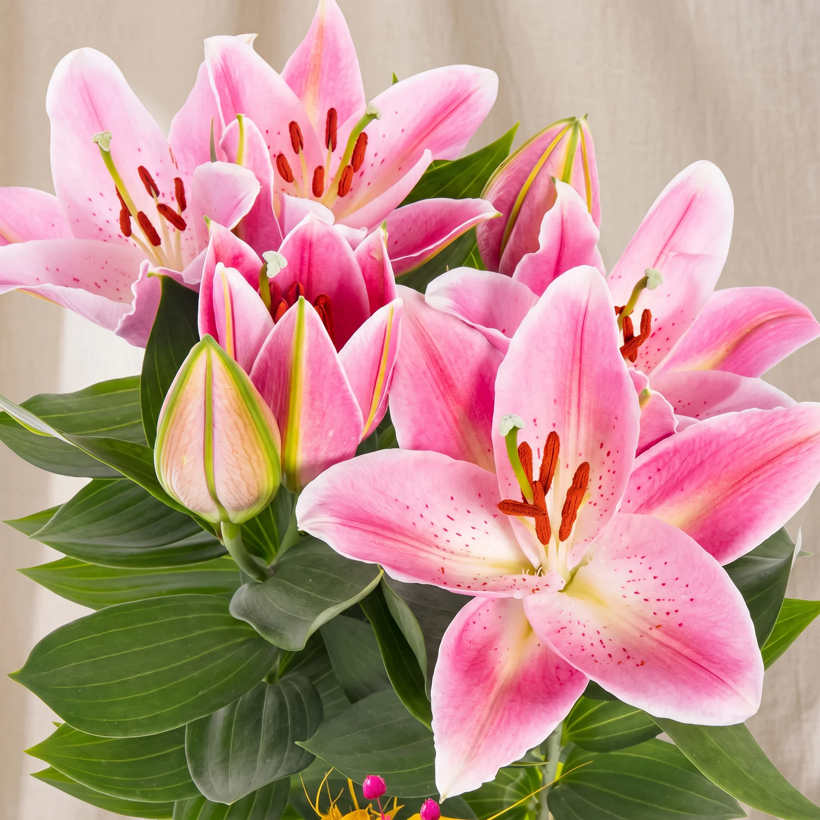 Pink Grace Lilyum Bitkisi