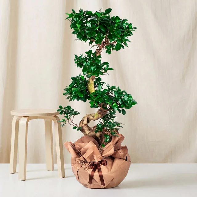 Majesty S-Curve Bonsai Bitkisi