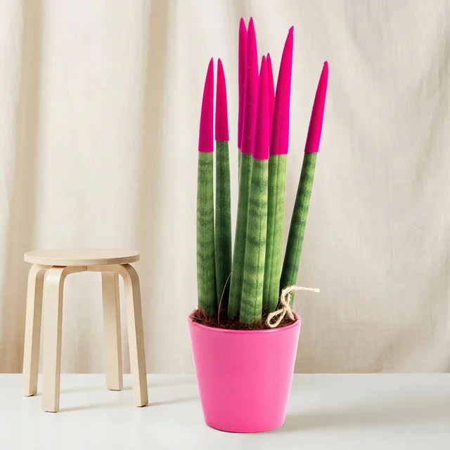 Magenta Touch Sansevieria Bitkisi