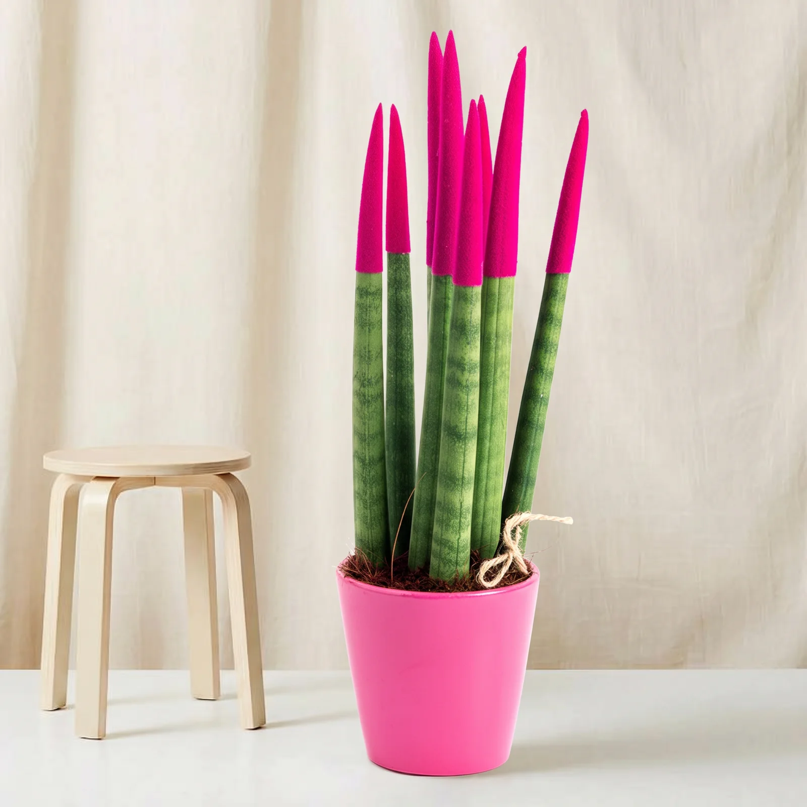 Magenta Touch Sansevieria Bitkisi