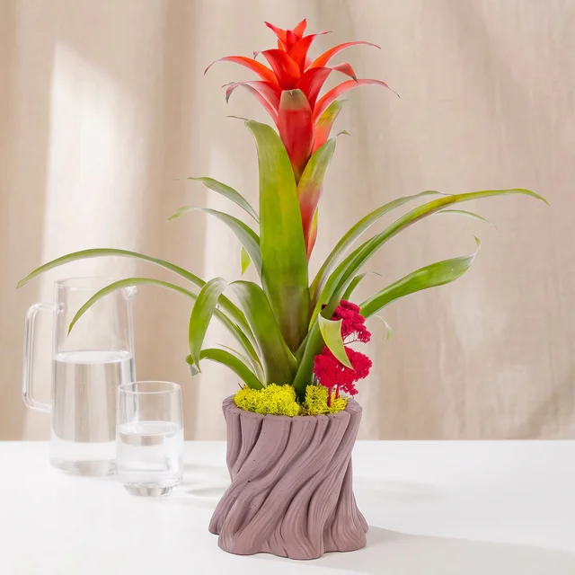 Red Flame Guzmania Bitkisi