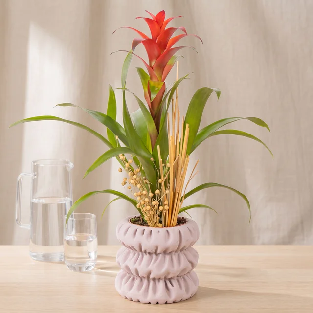 Soft Boho Guzmania Bitkisi
