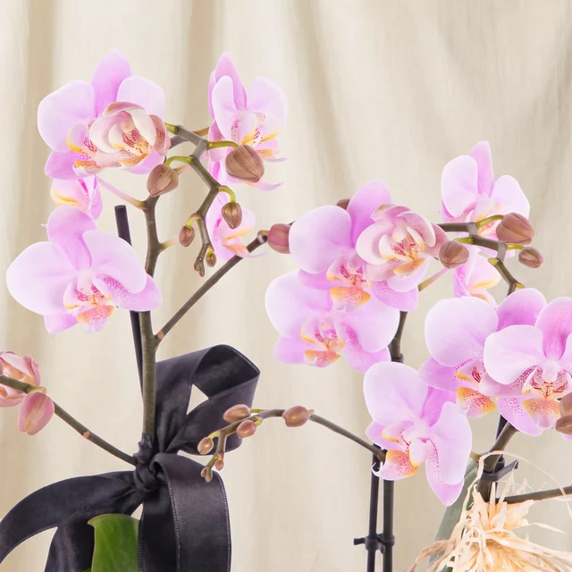Soft Pink Orkide