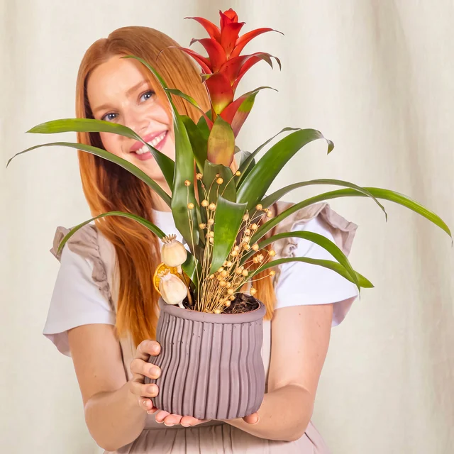 Rustic Crimson Guzmania Bitkisi
