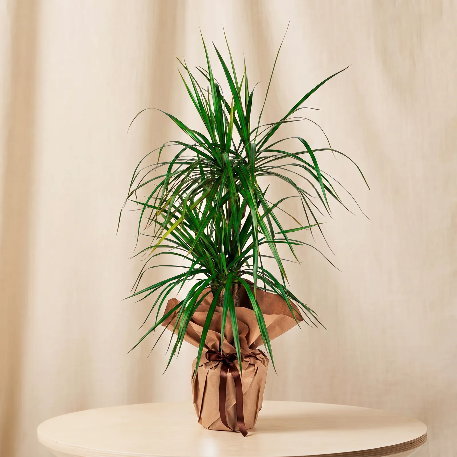 Fresh Green Marginata Bitkisi