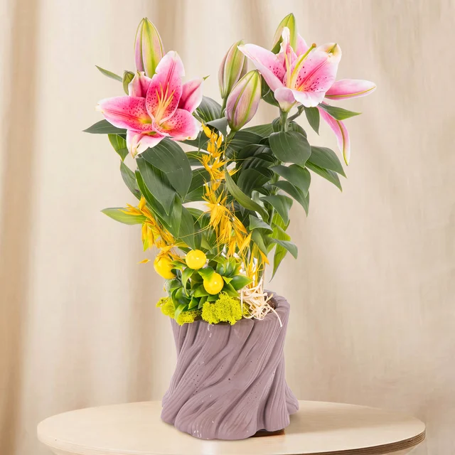 Royal Blossom Zambak Bitkisi