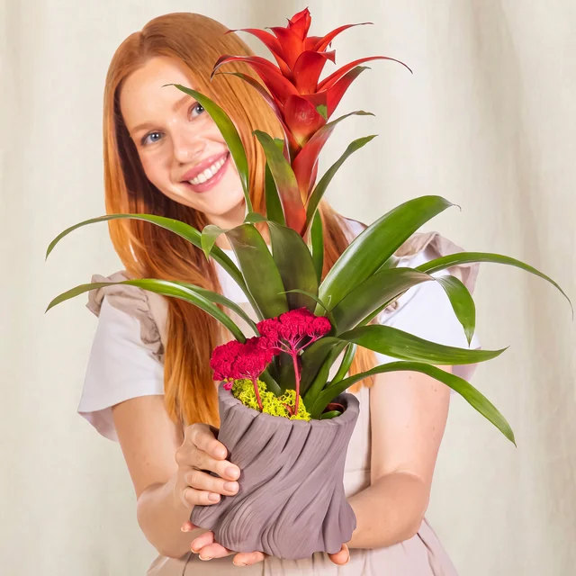 Red Flame Guzmania Bitkisi