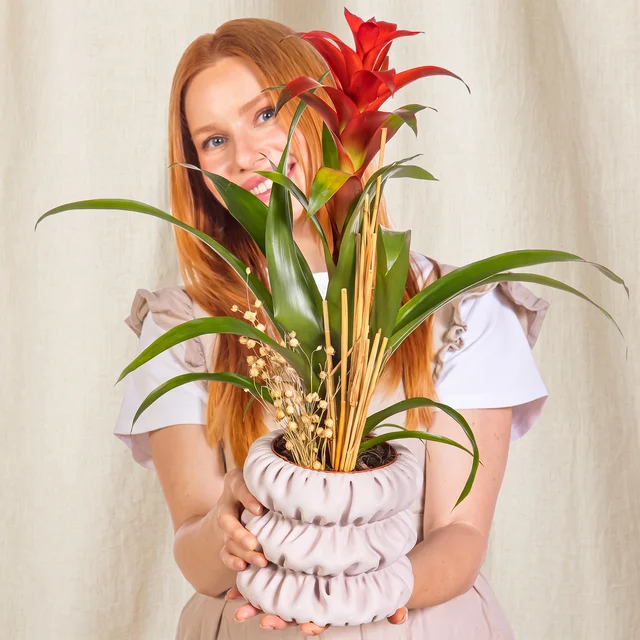 Soft Boho Guzmania Bitkisi