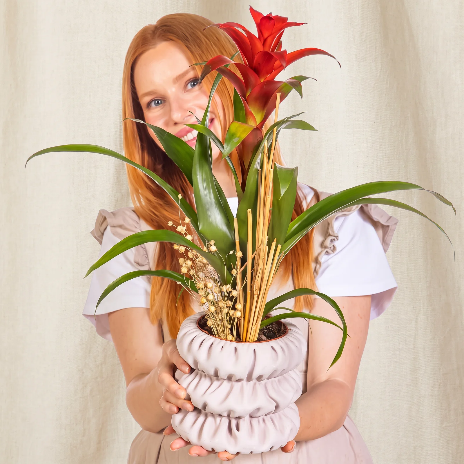 Soft Boho Guzmania Bitkisi