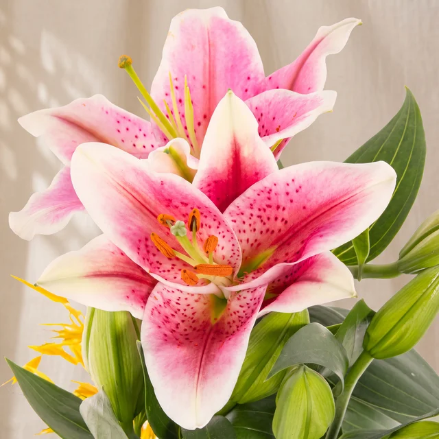 Vibrant Orange Lilyum Bitkisi