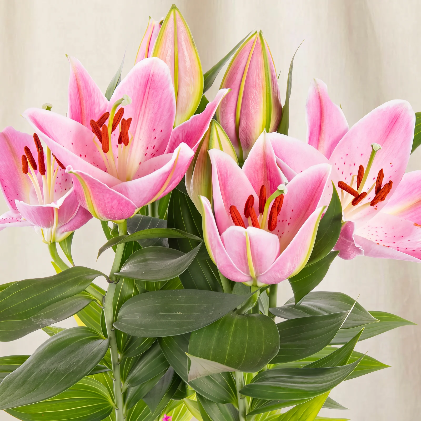 Pink Dream Lilyum Bitkisi