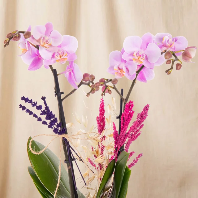 Soft Lavender Orkide