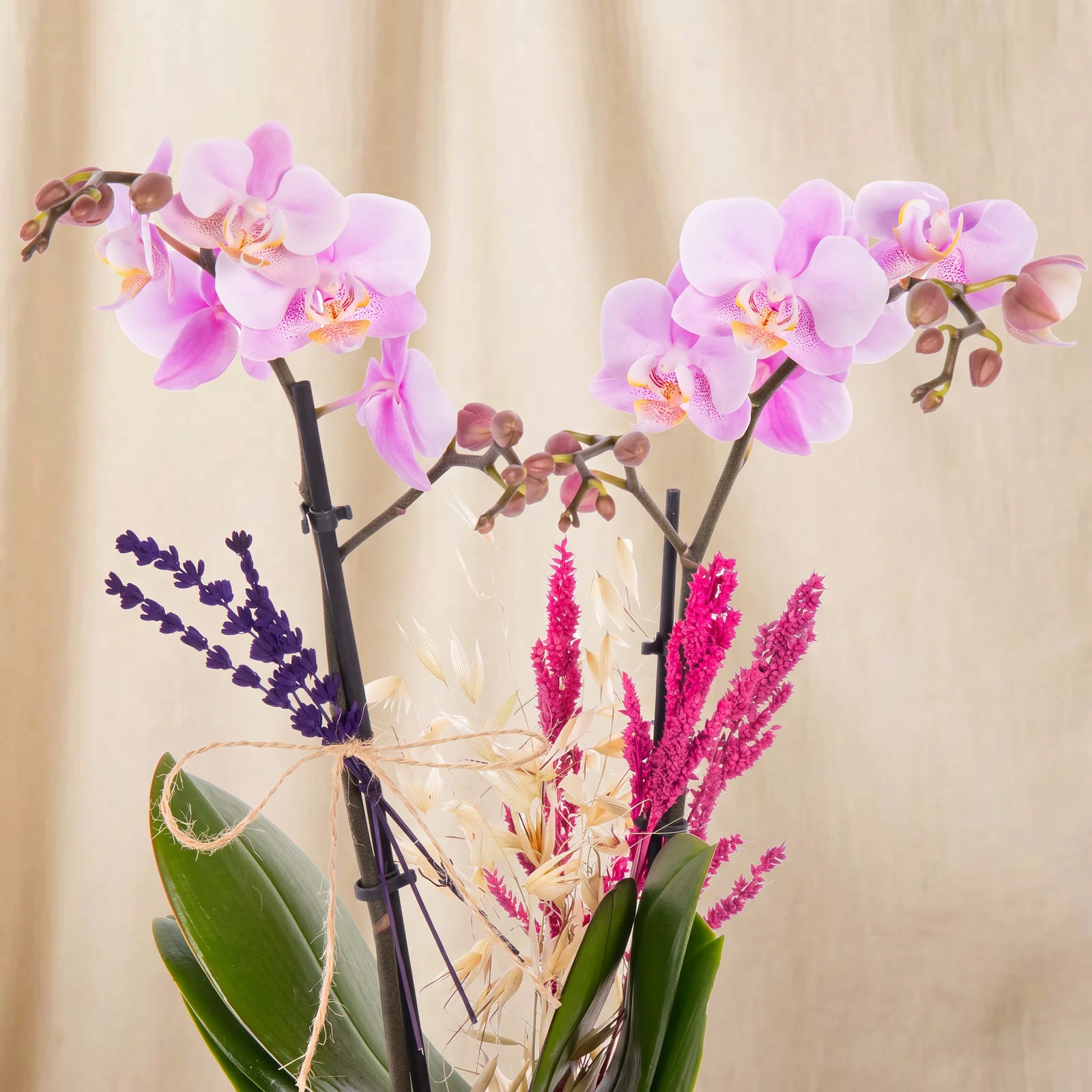 Soft Lavender Orkide