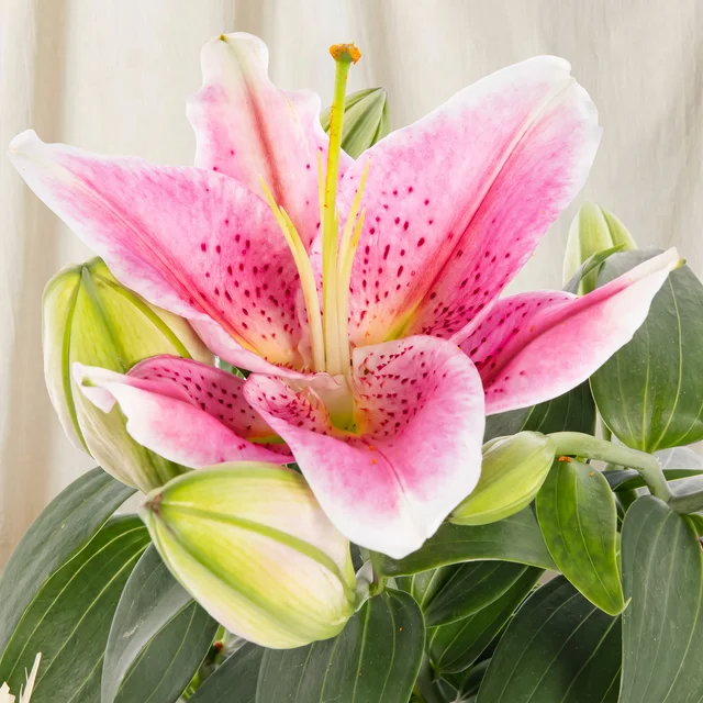 Natural Charm Lilyum Bitkisi