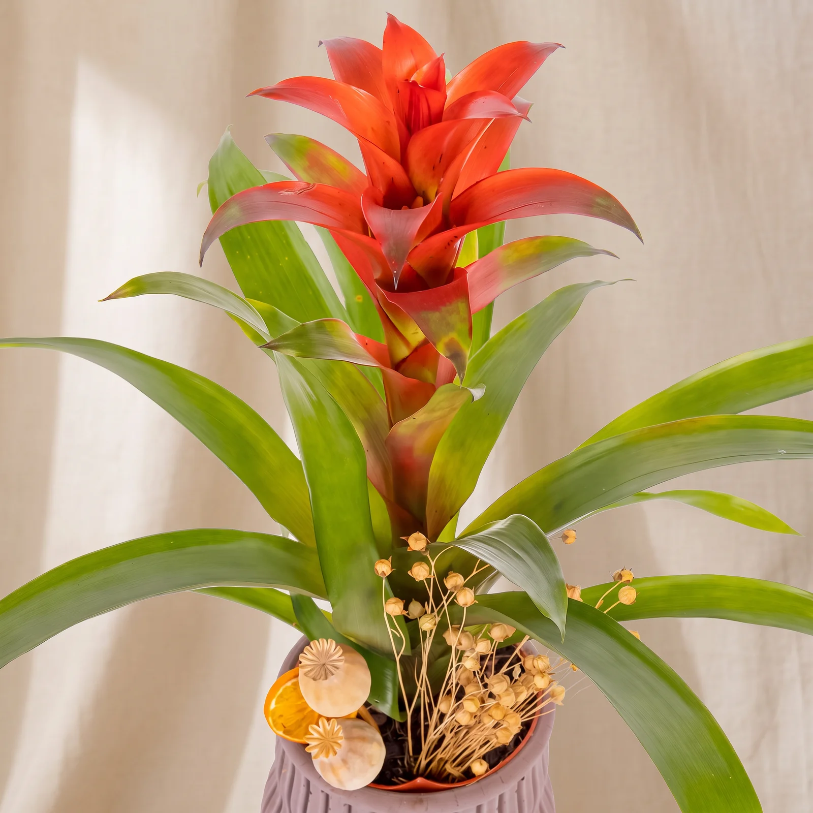 Rustic Crimson Guzmania Bitkisi