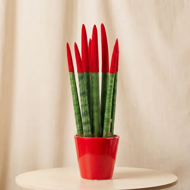 Red Touch Sansevieria Bitkisi