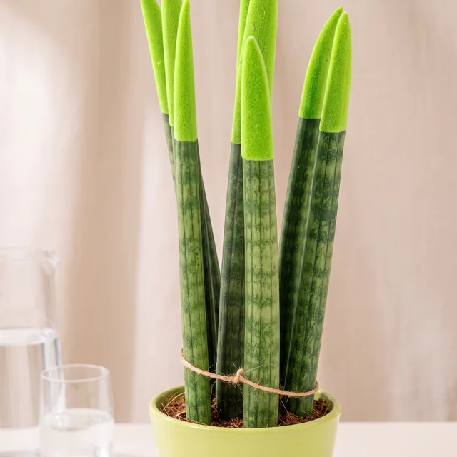 Fresh Green Sansevieria Bitkisi