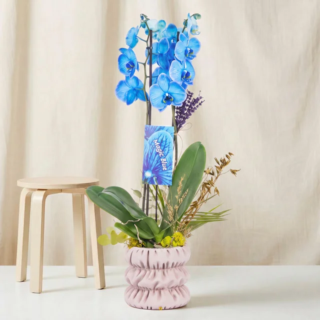 Magic Blue Çift Dal Orkide