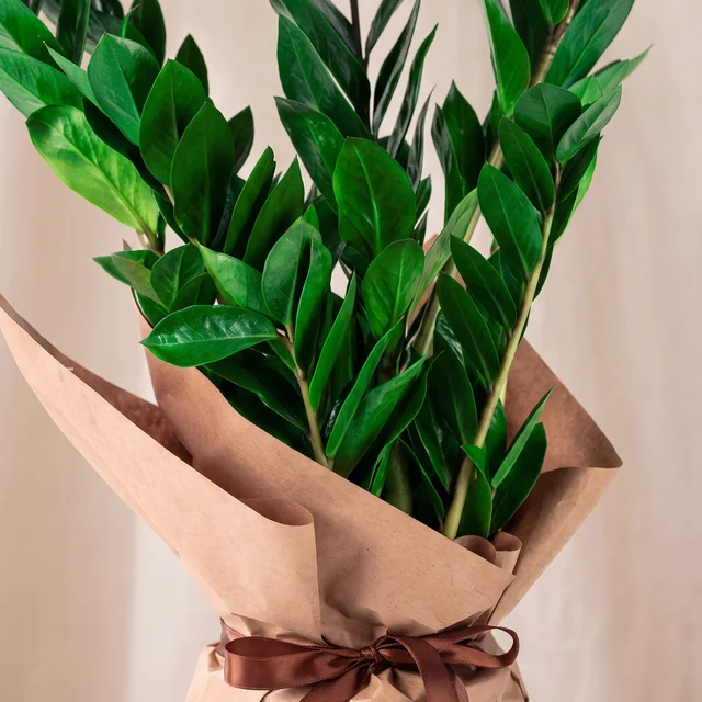 Royal Emerald Zamia Bitkisi