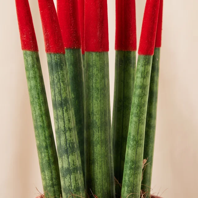 Red Touch Sansevieria Bitkisi