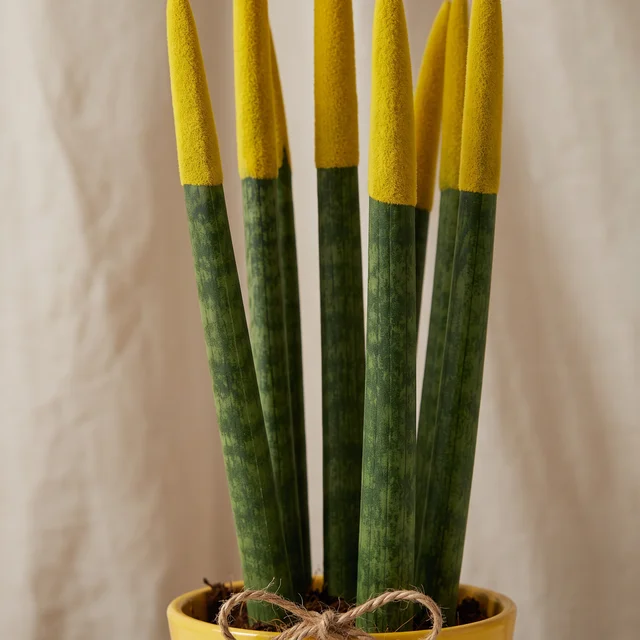 Solar Yellow Sansevieria Bitkisi