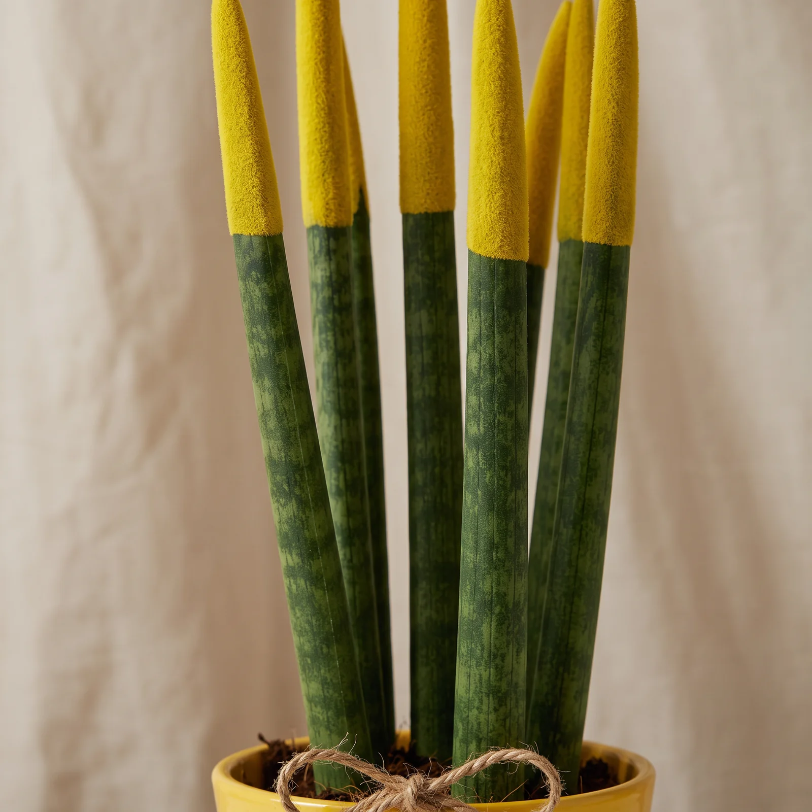 Solar Yellow Sansevieria Bitkisi