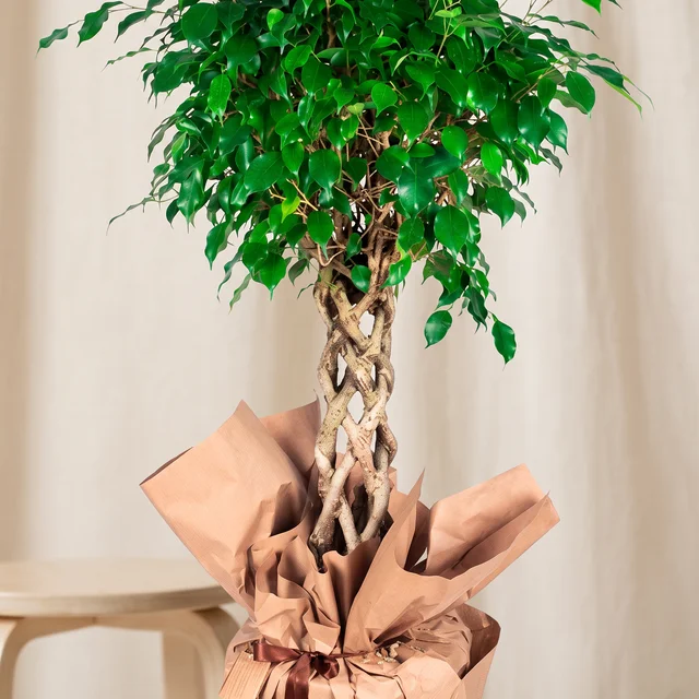Braided Green Benjamina Bitkisi