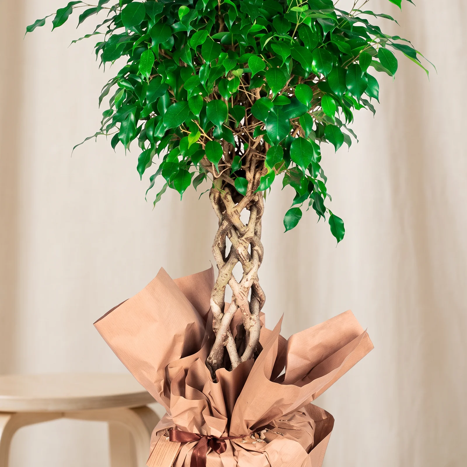 Braided Green Benjamina Bitkisi