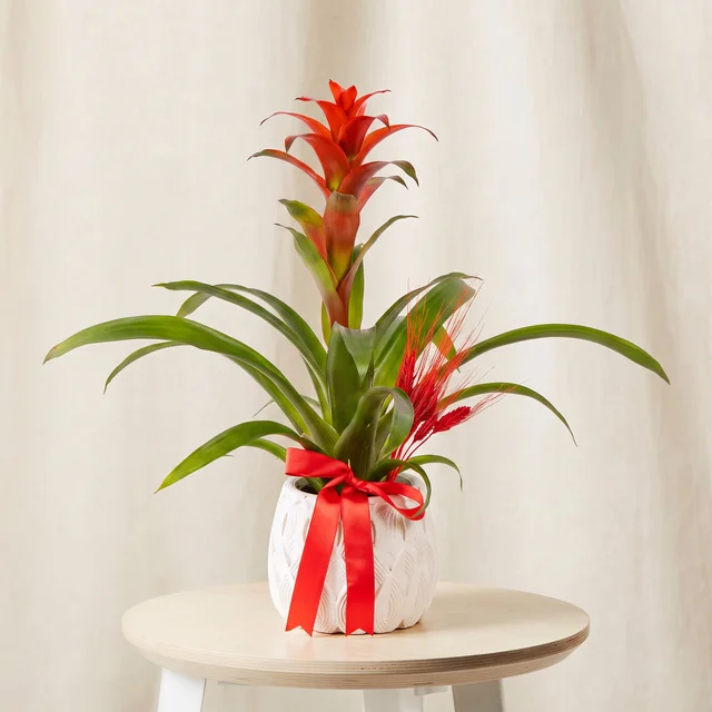 Scarlet Crown Guzmanya Bitkisi