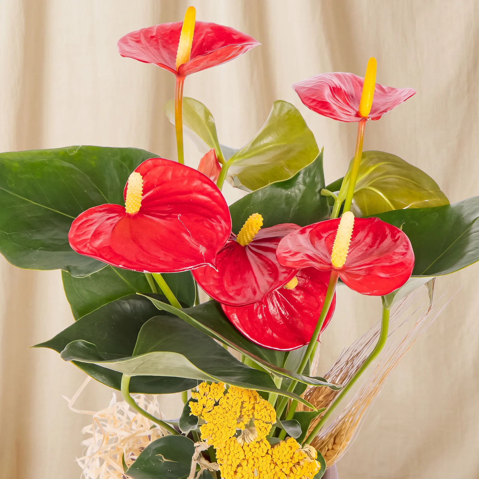 Royal Crimson Antoryum Bitkisi