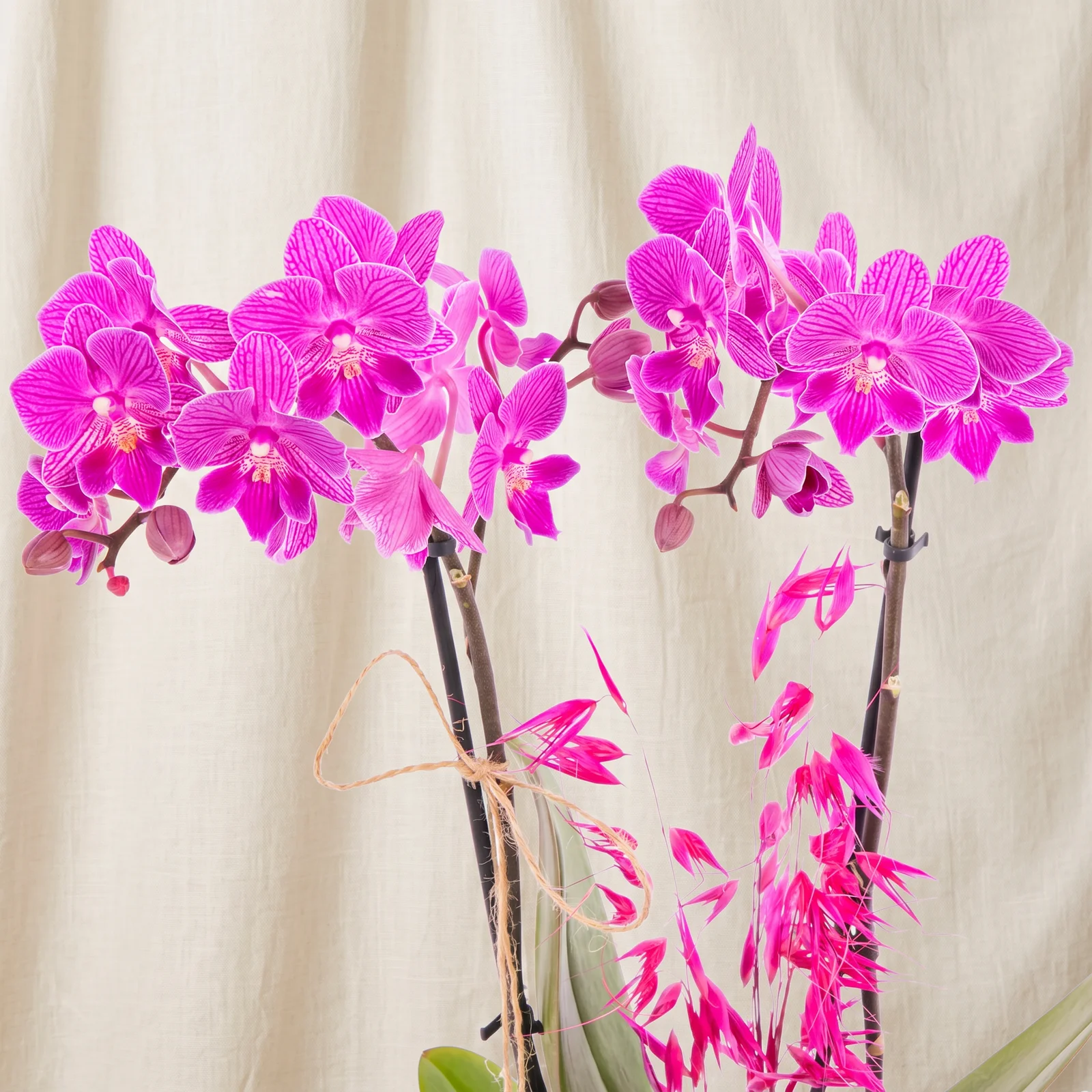 Magenta Grace Orkide