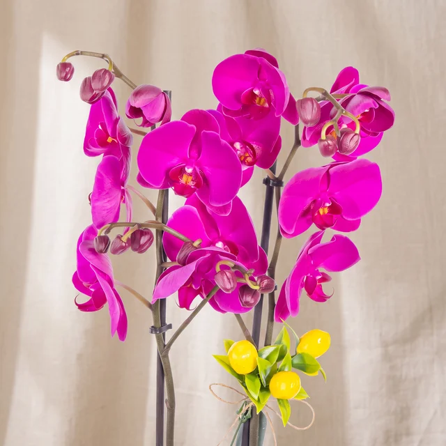 Royal Purple Çift Dal Orkide