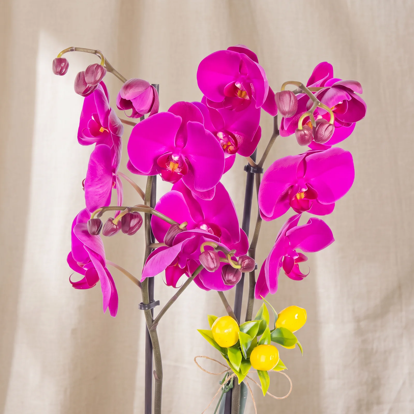 Royal Purple Çift Dal Orkide
