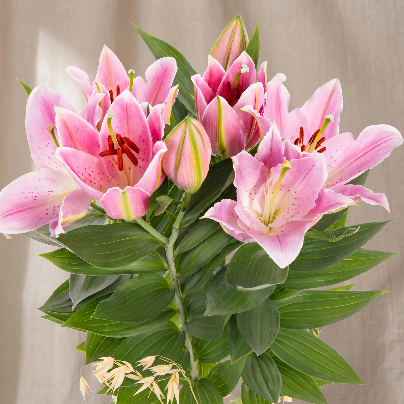 Golden Touch Lilyum Bitkisi