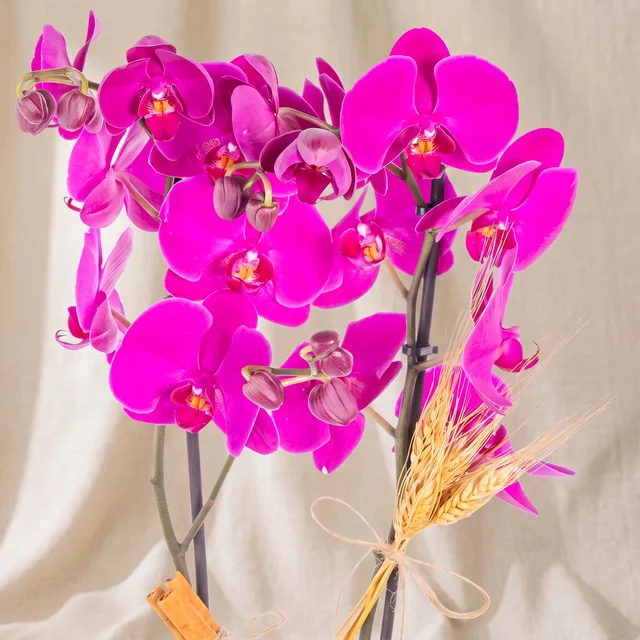 Magenta Grace Orkide