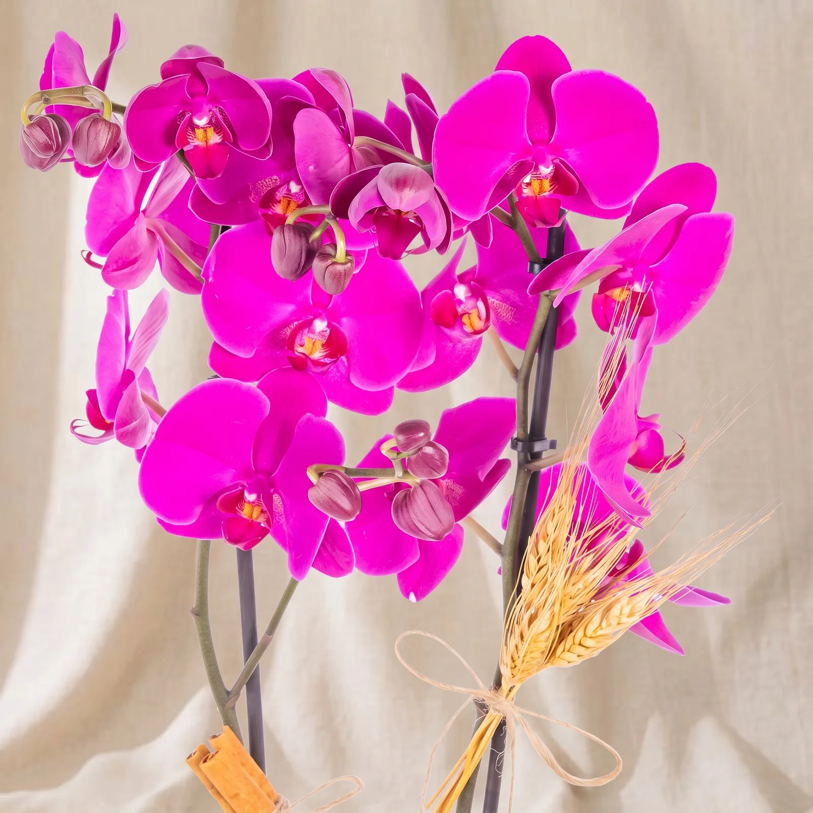Magenta Grace Orkide