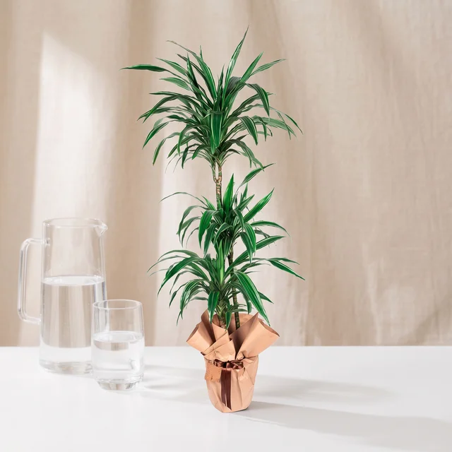 Happy Two-Stem Marginata Bitkisi