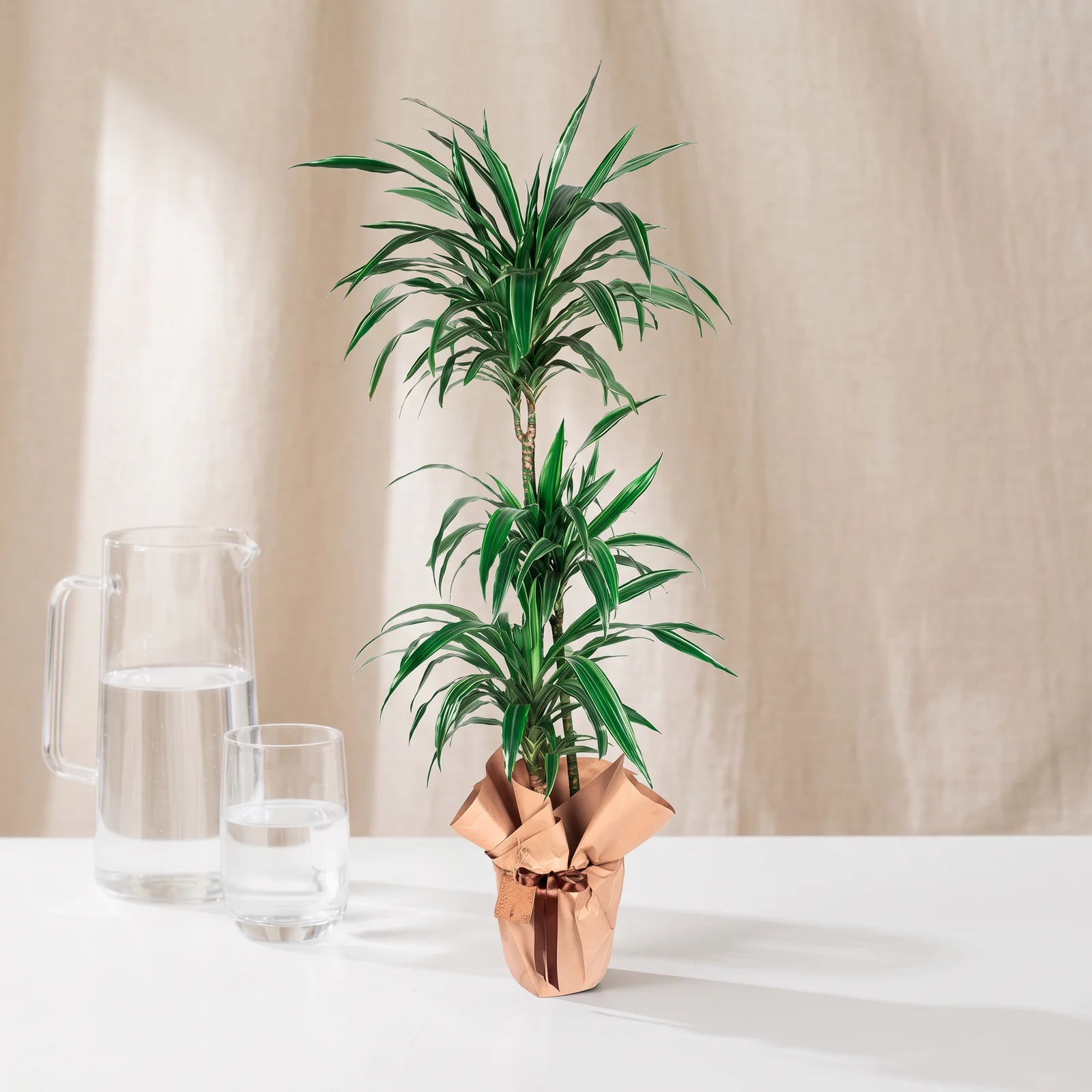 Happy Two-Stem Marginata Bitkisi
