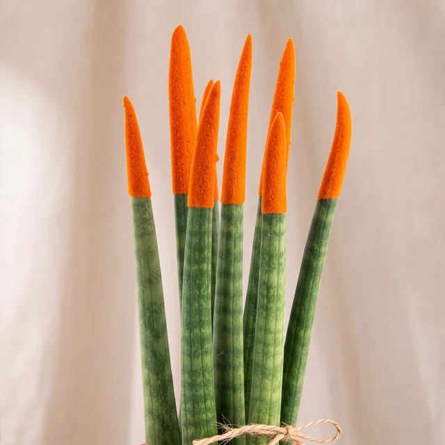 Vibrant Orange Sansevieria Bitkisi