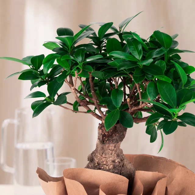 Noble Ginseng Bonsai Bitkisi