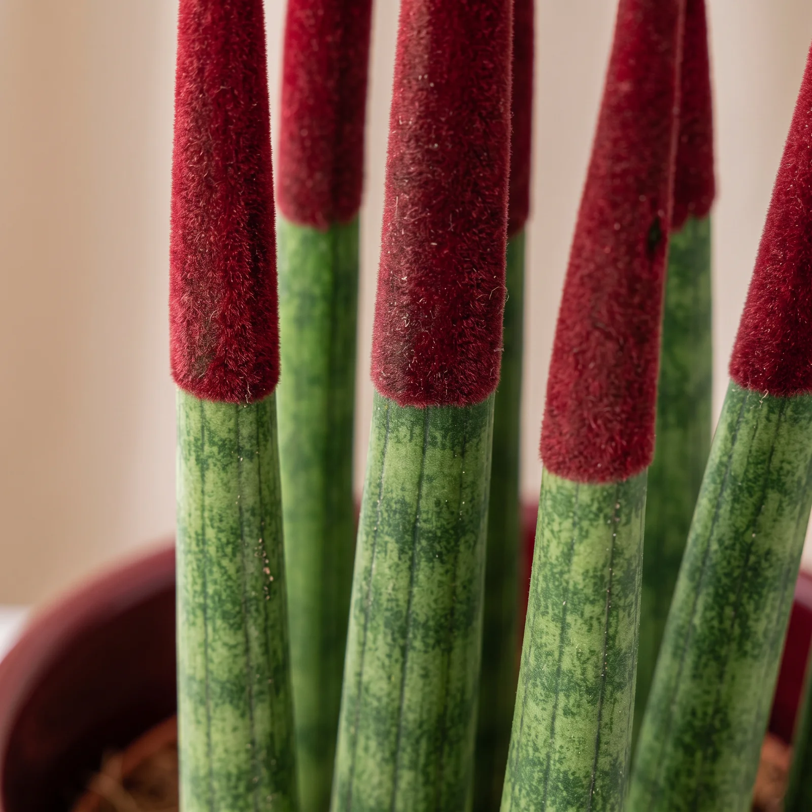 Velvet Burgundy Sansevieria Bitkisi