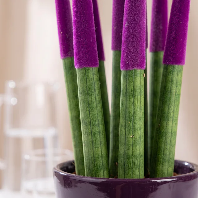 Noble Purple Sansevieria Bitkisi
