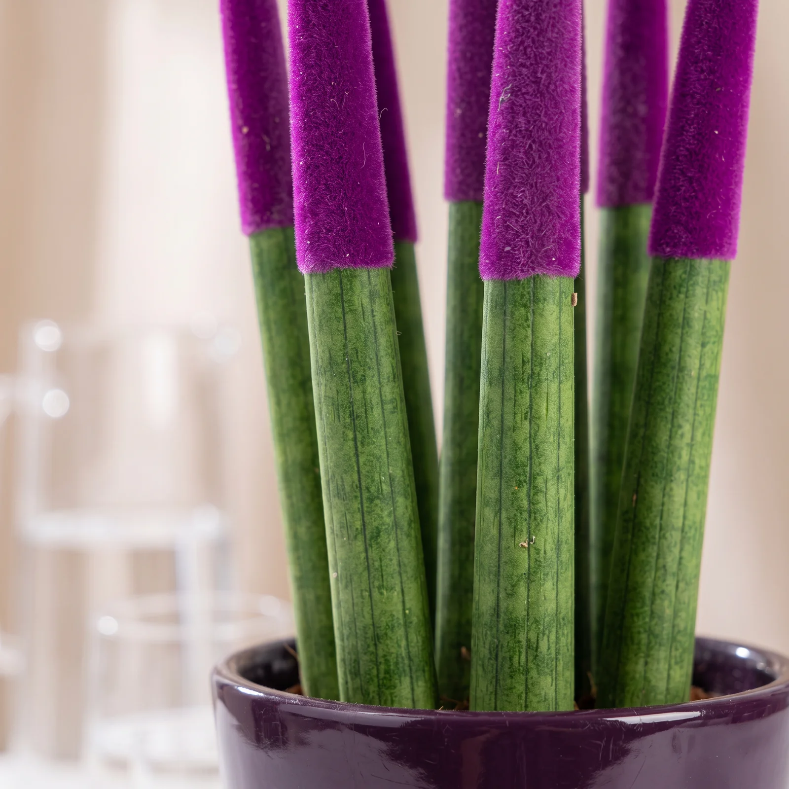 Noble Purple Sansevieria Bitkisi
