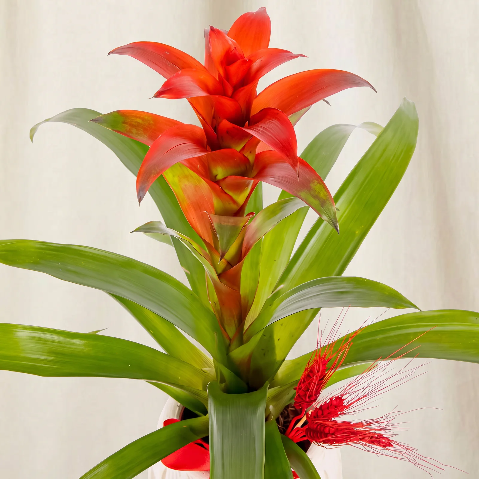 Scarlet Crown Guzmanya Bitkisi